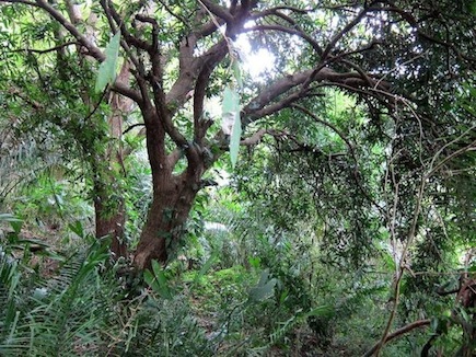One of Many Mango Trees on Parcel 2 9 Parcel2